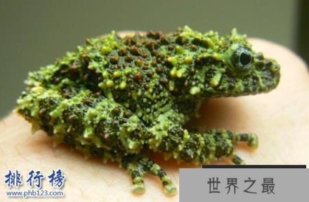 世界上最令人恶心的动物：琵琶蟾蜍,背部长满小孔(图片)