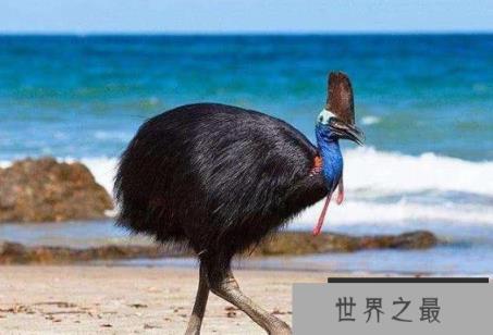 世界上最凶的鸟类,传说中的食火鸡