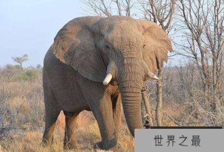 世界上最大的大象,一头非洲象高达13.5吨重