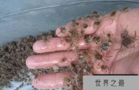 世界上最小的螃蟹,螃蟹中的小不点儿