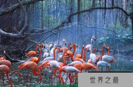 世界上寿命最长的鸟,火烈鸟寿命和人类有得一拼