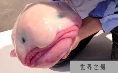 世界上最丑的鱼,水滴鱼浑身都是脂肪