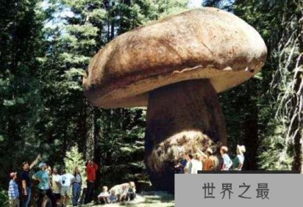世界上最大的蘑菇,蜜环菌体积为8.8平方公里