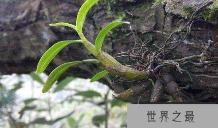 世界上最贵的草，黑节草每千克3000美元