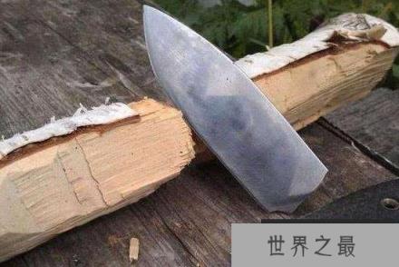 世界最硬的木头，铁桦树可挡子弹