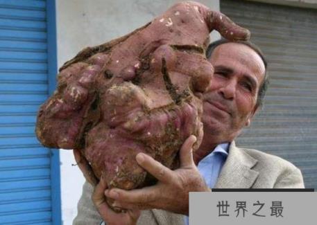 世界上最大的红薯,能顶100多个普通红薯