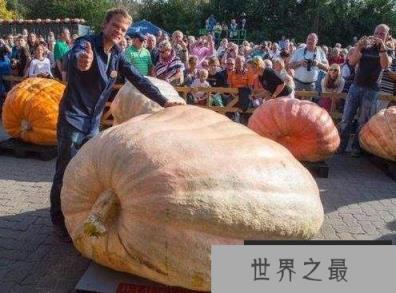 世界上最大的南瓜，高达了953.5公斤