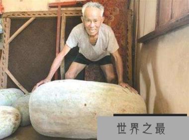 世界上最大的冬瓜,巨无霸冬瓜现身浙江