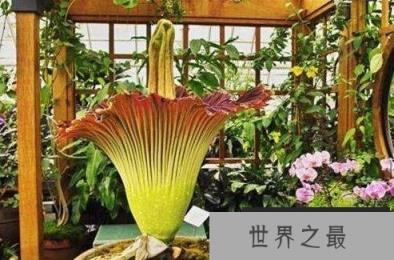 世界上最臭的花,尸香魔芋花太臭了戴防毒面具也没用