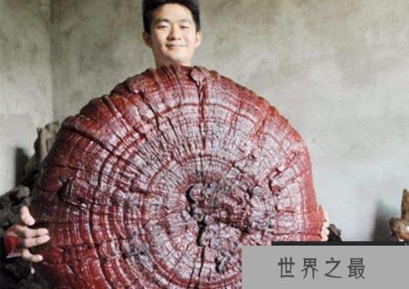 世界上最大的灵芝现身萍乡，重达55.5公斤