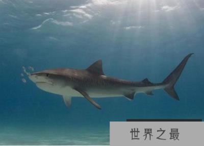 无沟双髻鲨vs虎鲨谁更厉害 异形杀手无沟双鳍鲨 无沟双髻鲨vs虎鲨谁更厉害 异形杀手无沟双鳍鲨