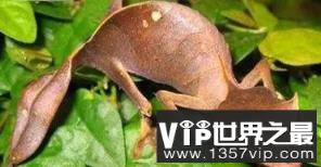 世界上最奇葩的动物