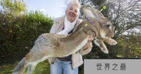 世界上最大的兔子大流士兔子重45斤 世界上最大的兔子大流士兔子重45斤