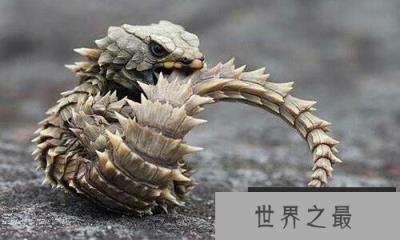 世界上和龙最像的动物南非犰狳蜥