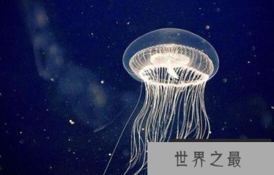 世界上唯一生命没有终结的生物灯塔水母