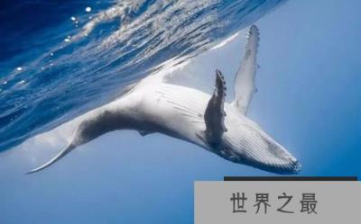 世界上最孤独的鲸鱼Alice alice还活着吗 世界上最孤独的鲸鱼Alice alice还活着吗