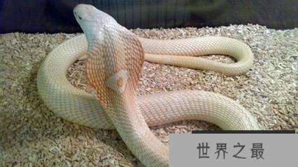 世界上最毒的蛇白化眼镜王蛇