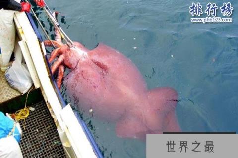 大王酸浆鱿是什么生物?世界上最大的乌贼(体重可达300公斤)