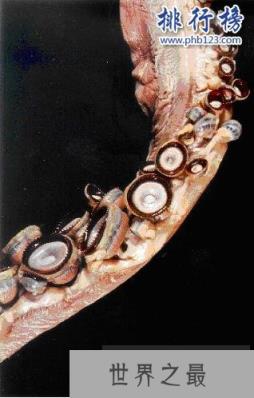 大王酸浆鱿是什么生物?世界上最大的乌贼(体重可达300公斤)