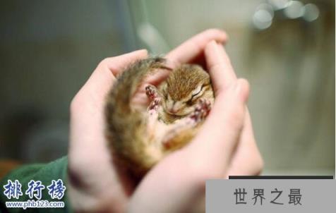 需要冬眠的动物有哪些?15种冬天冬眠的动物盘点