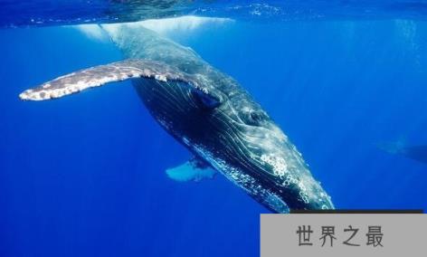 世界上最大的十种鲸鱼：蓝鲸最大 第4种睾丸重500公斤
