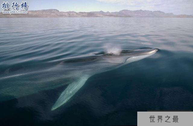 世界上最大的十种鲸鱼：蓝鲸最大 第4种睾丸重500公斤