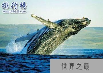 世界上最大的十种鲸鱼：蓝鲸最大 第4种睾丸重500公斤