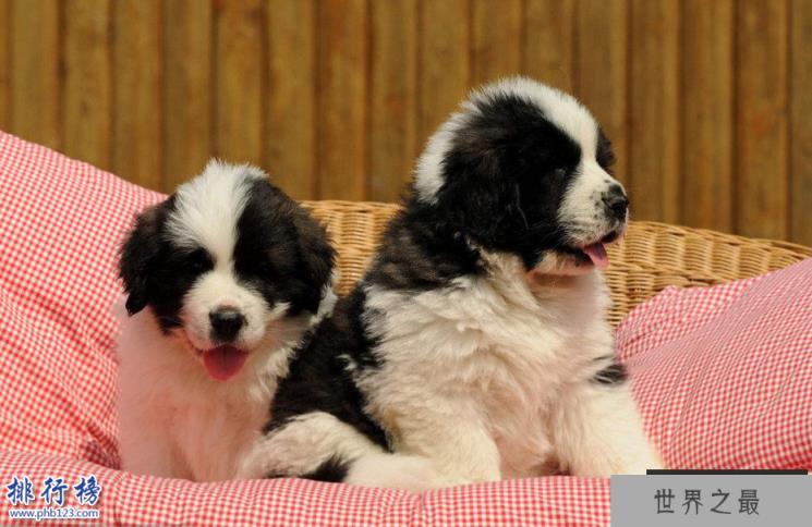 世界十大巨型犬:一只爪子就有足球大却性格温顺