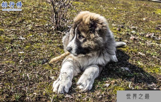 世界十大巨型犬:一只爪子就有足球大却性格温顺