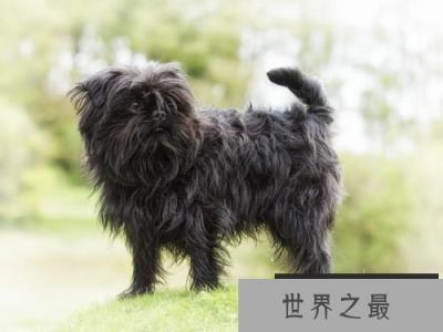 世界上最小的十大狗品种:约克犬可放口袋 吉娃娃最小