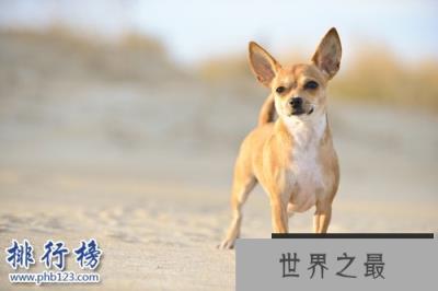 世界上最小的十大狗品种:约克犬可放口袋 吉娃娃最小
