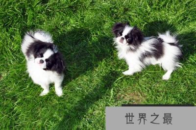 世界上最小的十大狗品种:约克犬可放口袋 吉娃娃最小