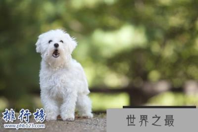 世界上最小的十大狗品种:约克犬可放口袋 吉娃娃最小