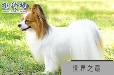 世界上最小的十大狗品种:约克犬可放口袋 吉娃娃最小