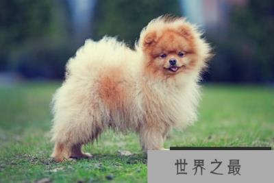 世界上最小的十大狗品种:约克犬可放口袋 吉娃娃最小