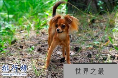 世界上最小的十大狗品种:约克犬可放口袋 吉娃娃最小