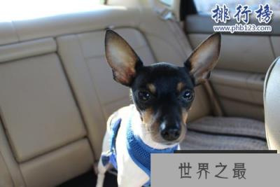 世界上最小的十大狗品种:约克犬可放口袋 吉娃娃最小