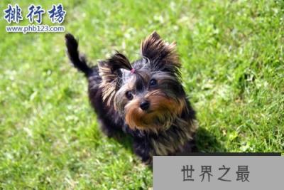 世界上最小的十大狗品种:约克犬可放口袋 吉娃娃最小