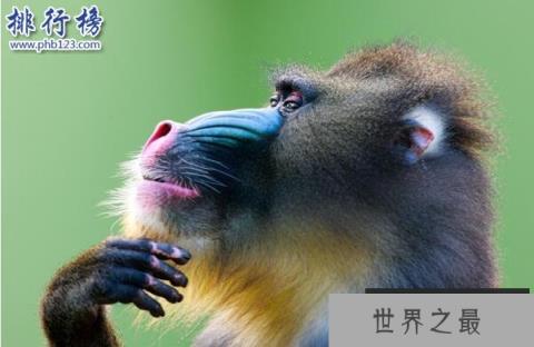 世界上最好看的猴子:山魈,面部色彩鲜艳图案似京剧脸谱