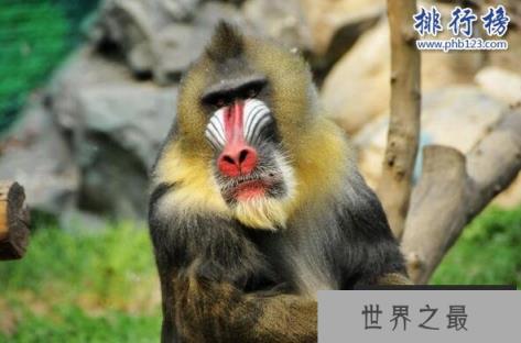 世界上最好看的猴子:山魈,面部色彩鲜艳图案似京剧脸谱