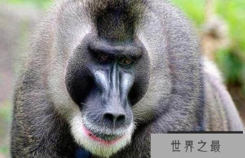 世界上最好看的猴子:山魈,面部色彩鲜艳图案似京剧脸谱