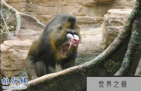 世界上最好看的猴子:山魈,面部色彩鲜艳图案似京剧脸谱