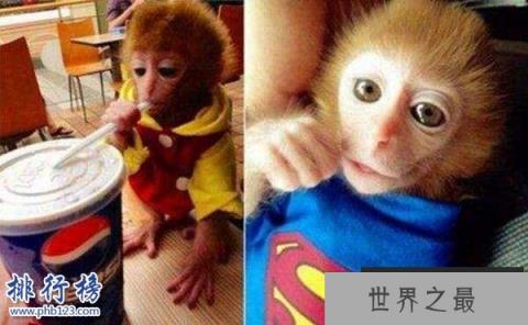 世界上最可爱的猴子:日本袖珍石猴,最大不超过可乐瓶