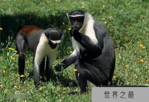世界上尾巴最长的猴子:狄安娜长尾猴,尾巴可长达75厘米