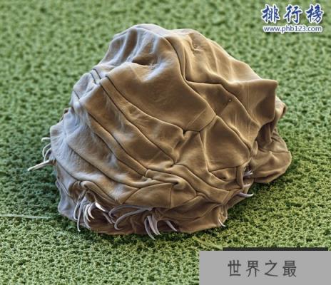 地球五大不死神兽：生命力爆表，第3种能偷DNA