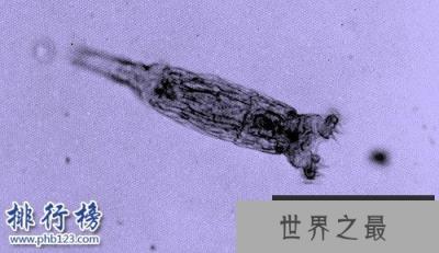 地球五大不死神兽：生命力爆表，第3种能偷DNA