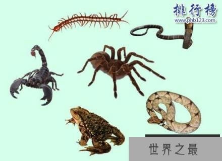 详解五毒是哪五毒 五毒为什么有壁虎而没有蜘蛛