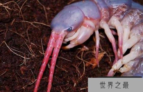 详解五毒是哪五毒 五毒为什么有壁虎而没有蜘蛛