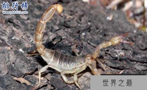 详解五毒是哪五毒 五毒为什么有壁虎而没有蜘蛛