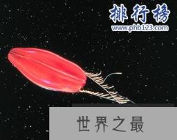 地球上最早的生物:栉水母(长相如外星生物)